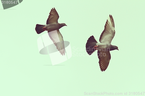 Image of two pigeons over the sky