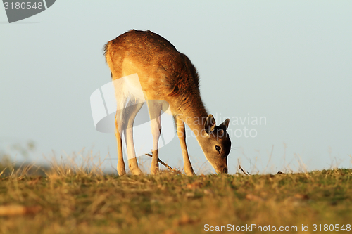 Image of young fallow deer grazing