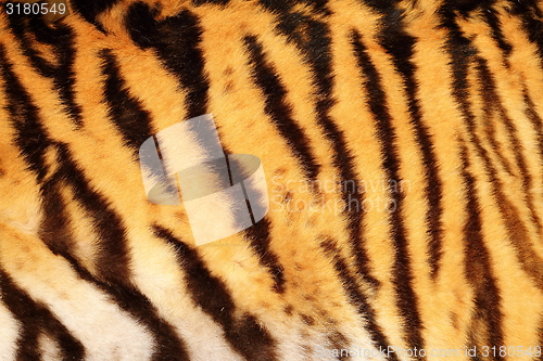 Image of beautiful tiger textured fur