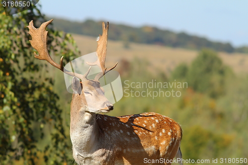 Image of portrait of a male fallow deer