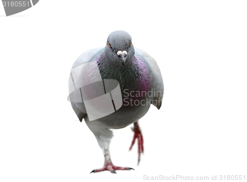 Image of isolated pigeon coming towards camera