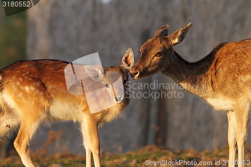 Image of fallow deer doe and her baby