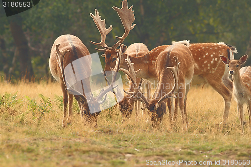 Image of fallow deer males herd