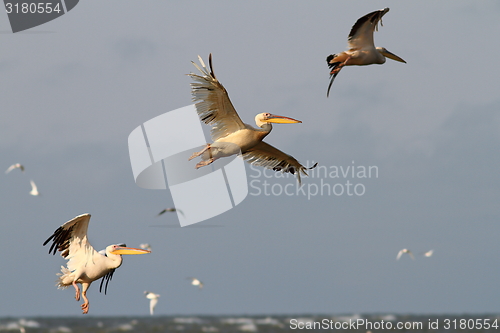 Image of pelicans flying in formation 
