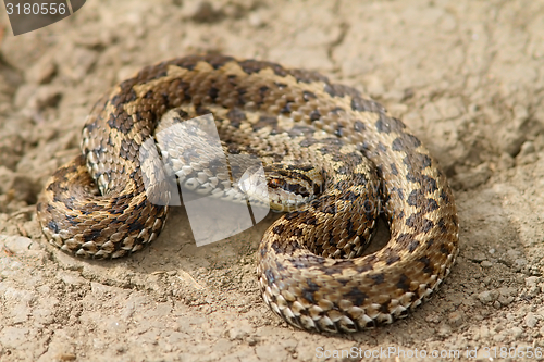 Image of hungarian meadow viper closeup