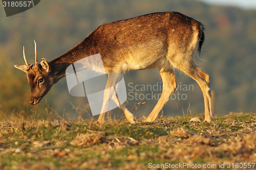 Image of young fallow deer buck in beautiful light