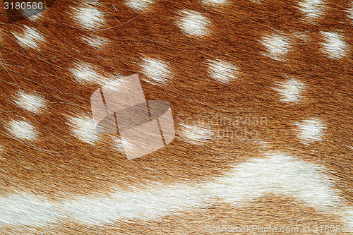 Image of beautiful texture of fallow deer pelt