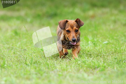 Image of small dog running on green lawn