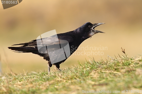 Image of black crow singing