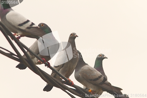 Image of flock of pigeons standing on electric wire