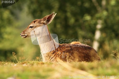 Image of deer calf standing on meadow