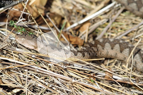 Image of european sand viper camouflaged in situ