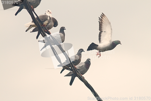 Image of pigeons on electric wire