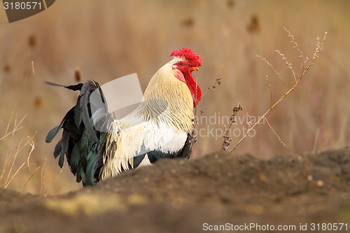 Image of colorful rooster walking near the farm