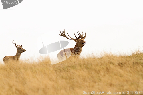 Image of big stag on the hill