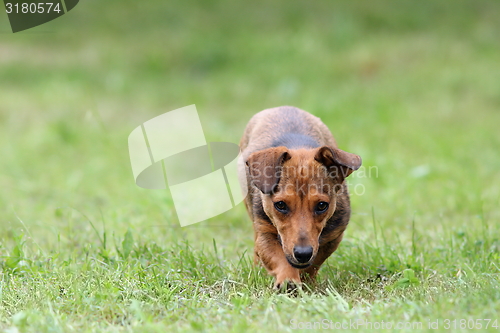 Image of little dog coming towards the camera 