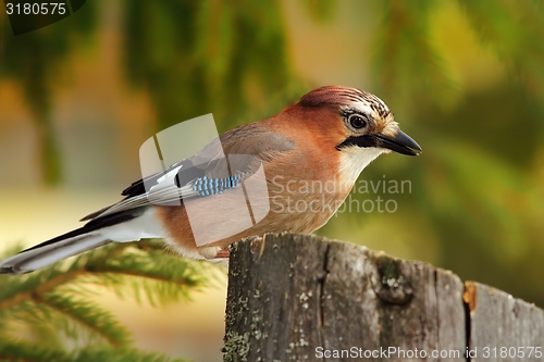 Image of eurasian colorful jay