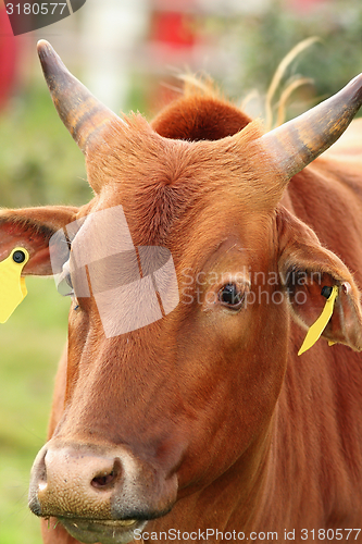 Image of zebu head closeup