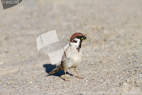 Image of house sparrow catching a grasshopper 