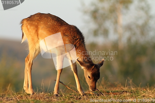 Image of deer calf grazing in sunset light