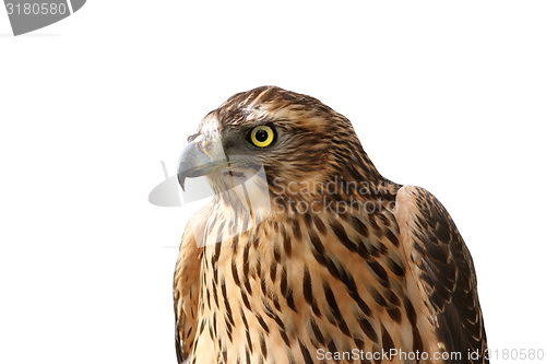 Image of european sparrowhawk portrait over white