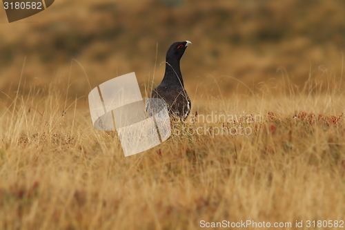 Image of tetrao urogallus on mountain field