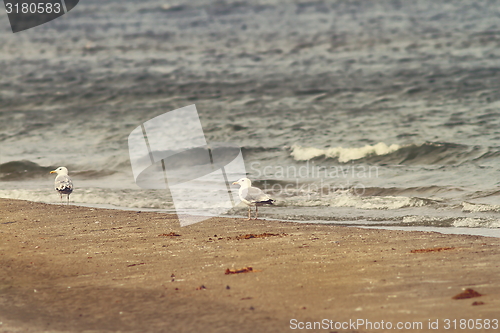 Image of sea shore and herring gulls