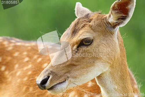 Image of cute fallow deer doe portrait