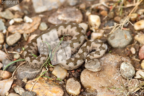 Image of small juvenile ammodytes on the ground