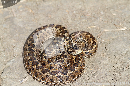 Image of elusive hungarian meadow viper on the ground