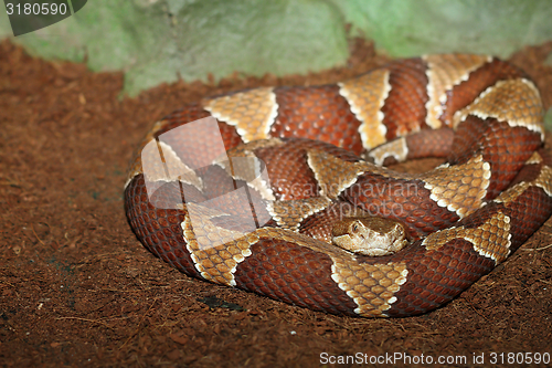 Image of southern copperhead