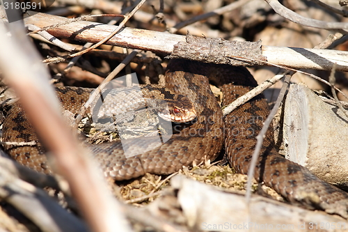 Image of female common european adder in situ