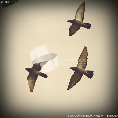 Image of three pigeons in flight