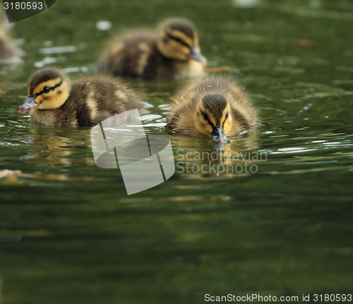 Image of tiny little ducklings on water