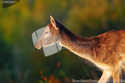 Image of fallow deer doe 