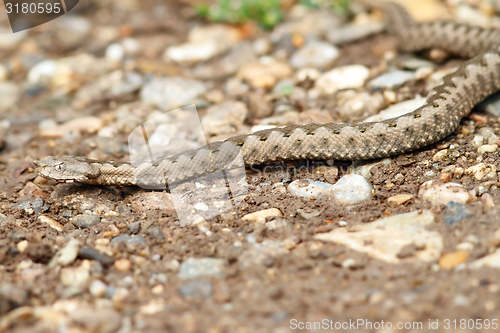 Image of european horned viper on gravel