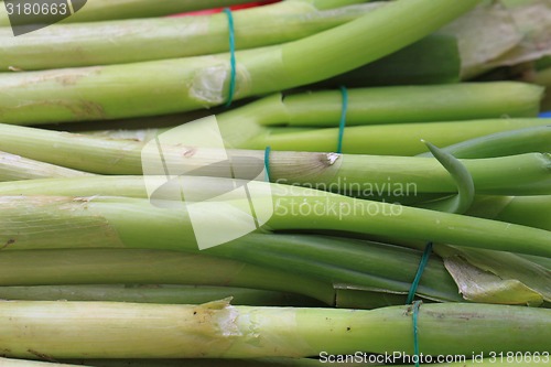 Image of green leek background