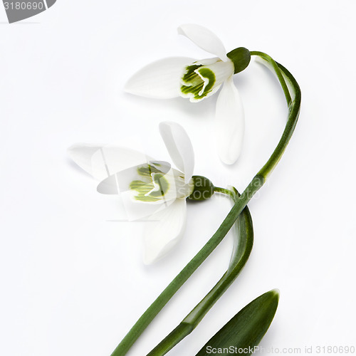 Image of Snowdrop