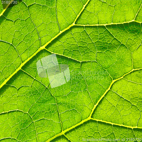 Image of Vector green leaf macro background. EPS 8