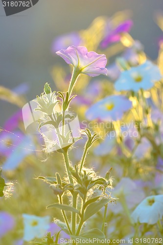 Image of tobacco pink flowers