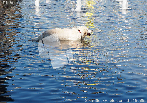 Image of Dog in water