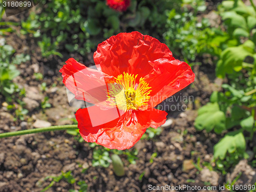 Image of Papaver flower