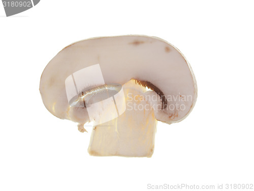 Image of Champignon mushroom isolated