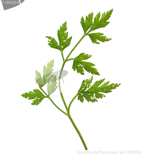 Image of Parsley aka cilantro isolated