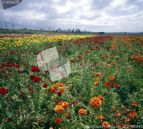 Image of Flower field