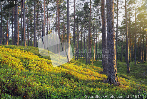 Image of Pine Forest