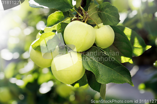 Image of Apples