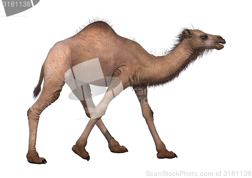 Image of Camel