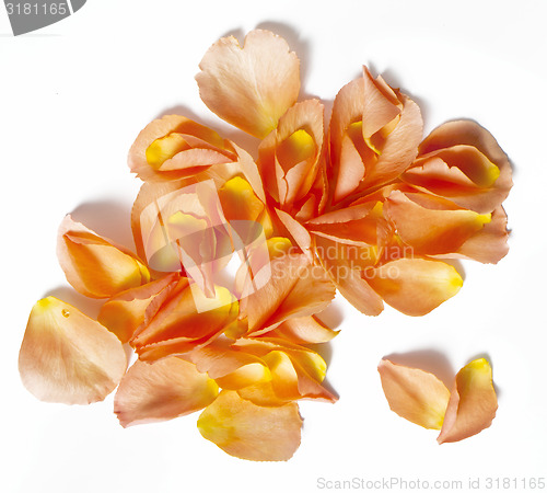 Image of Rose petals