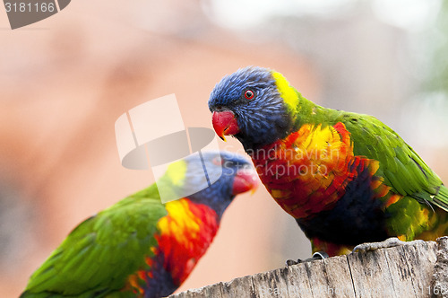 Image of Rainbow lorikeet